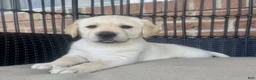 Labrador Retriever dogs for sale: Dusty - Ad 5