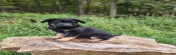 German Shepherd dogs for sale:  Tar - Ad 3