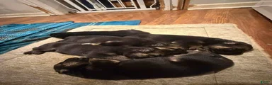 German Shepherd 5