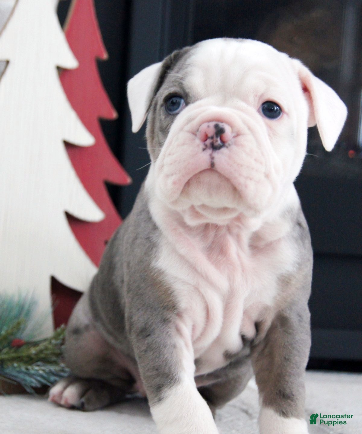 Olde English Bulldogge dogs Bella - Ad 7