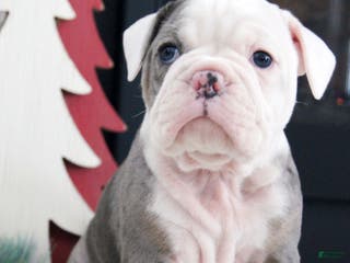 Olde English Bulldogge dogs Bella - Ad 8