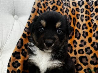 Australian Shepherd dogs Australian Shepherd Puppy 2 - Ad 7