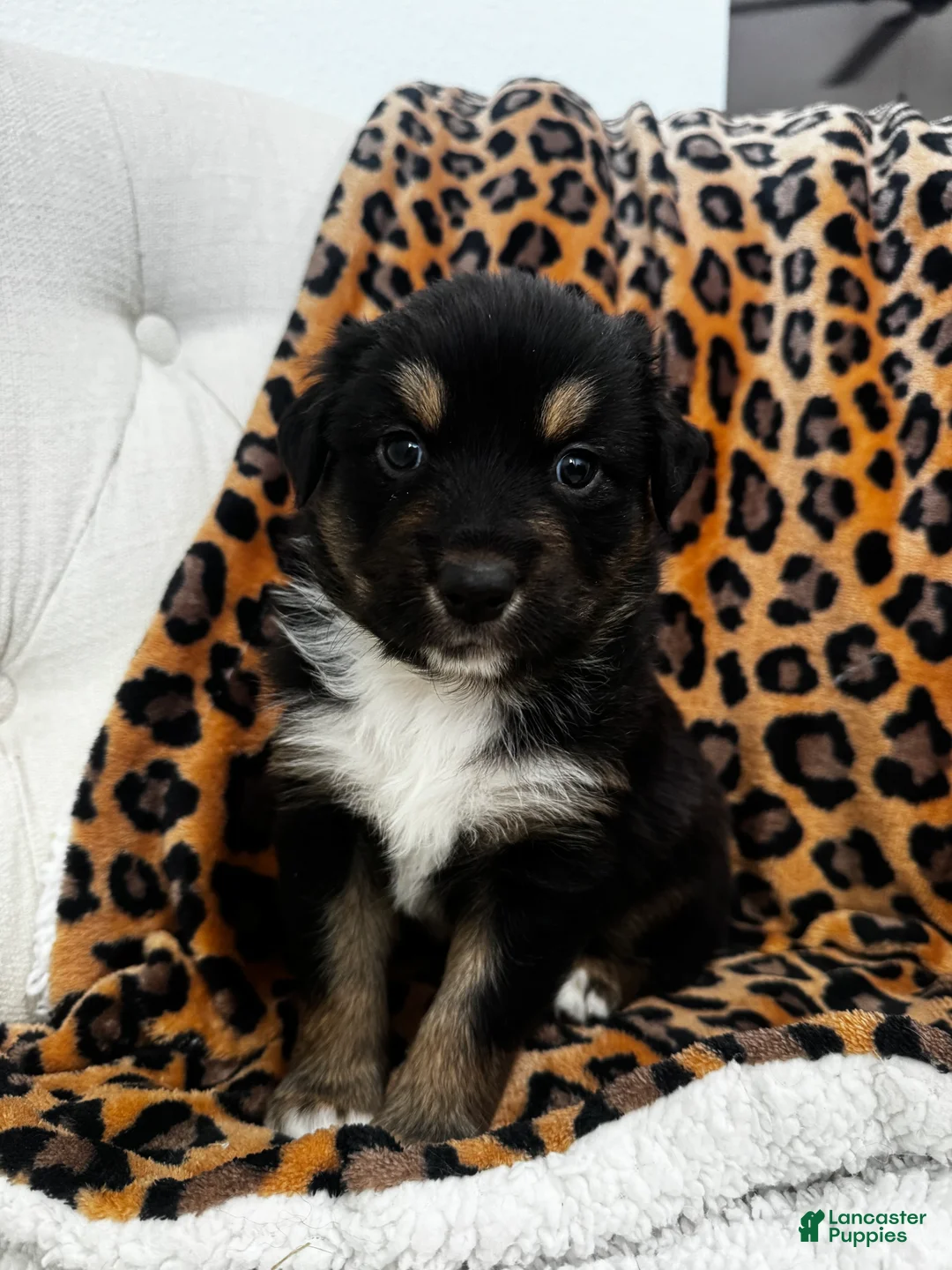 Australian Shepherd dogs for sale: Australian Shepherd Puppy 2 - Ad 1