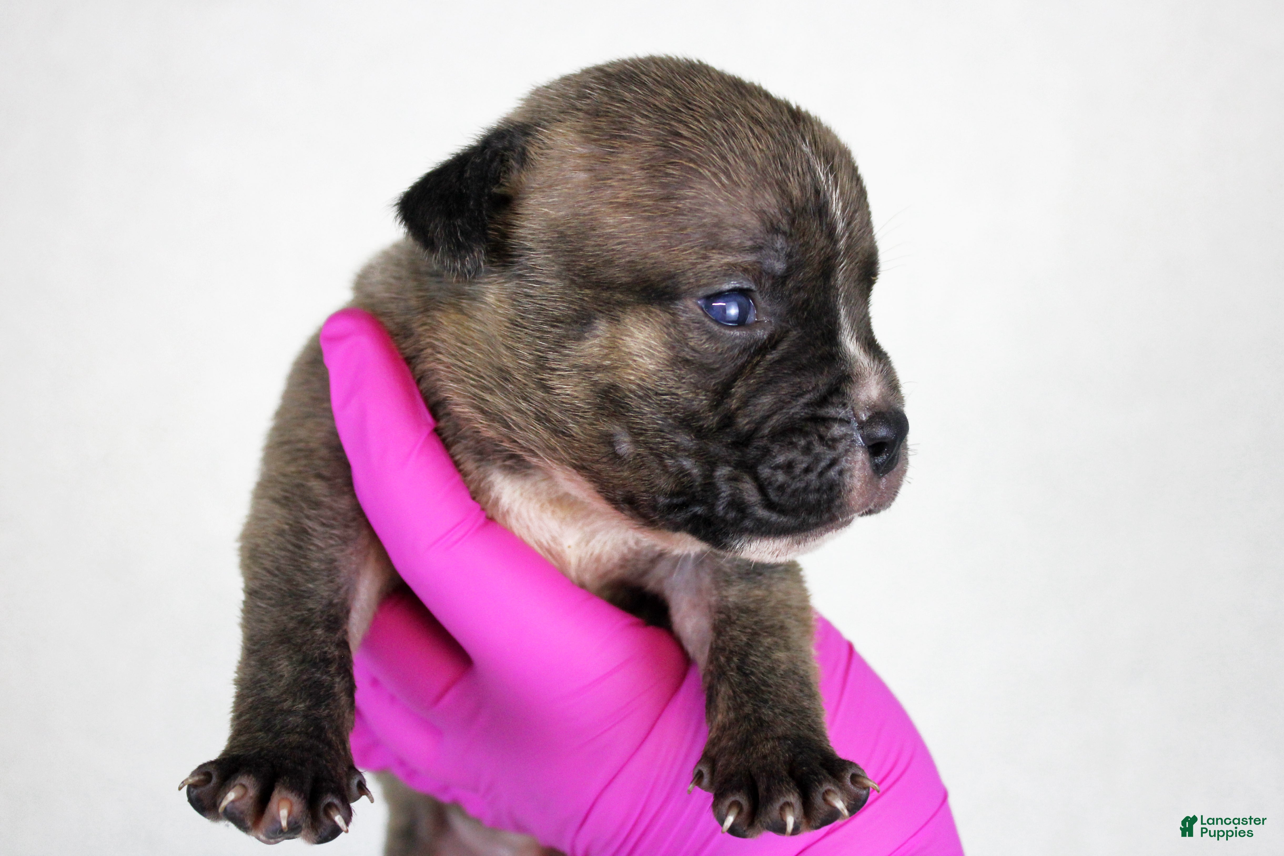 American Bully dogs Black Brindle Male - Ad 2