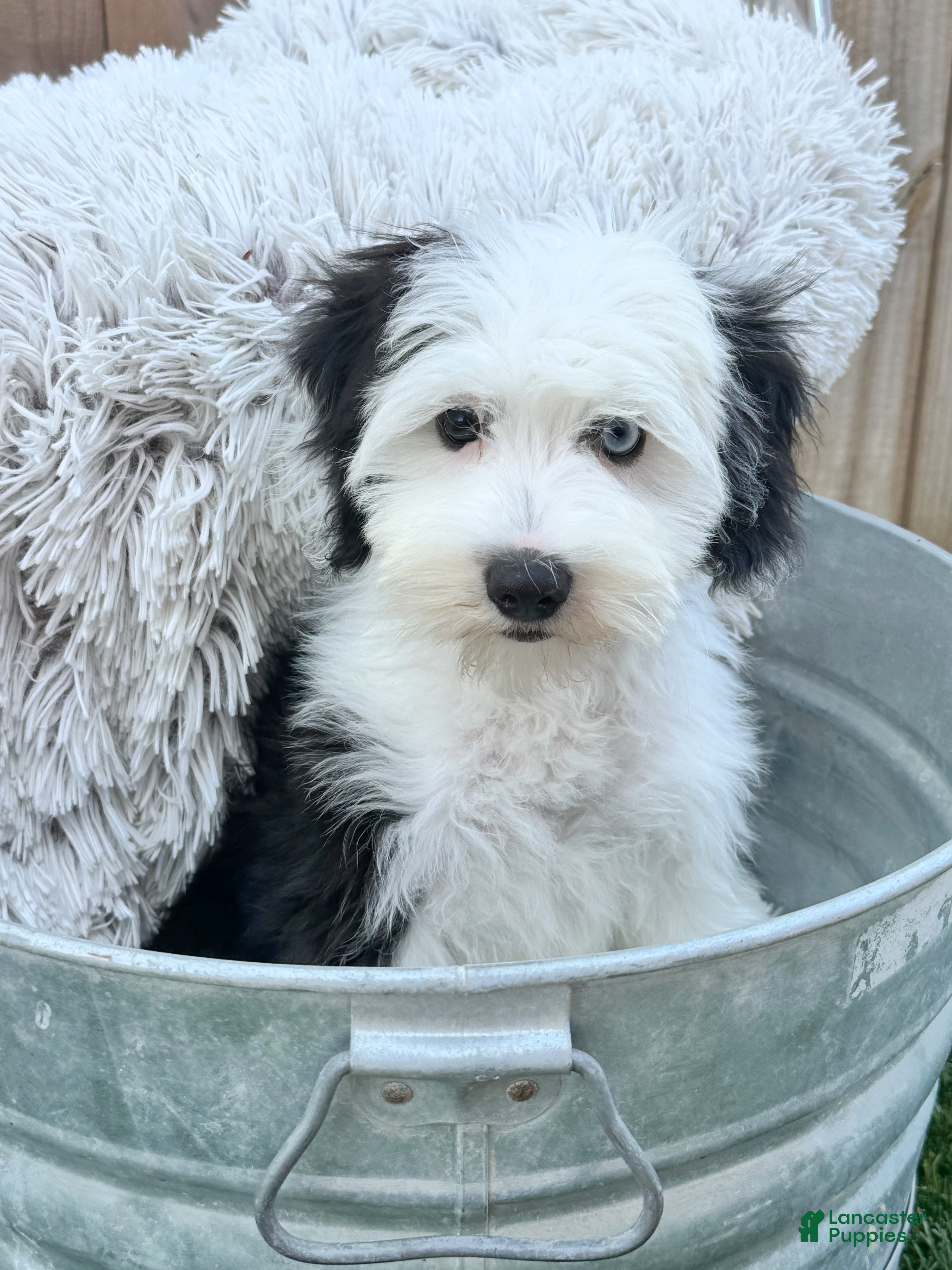 Mini Bernedoodle dogs Norris - Ad 20