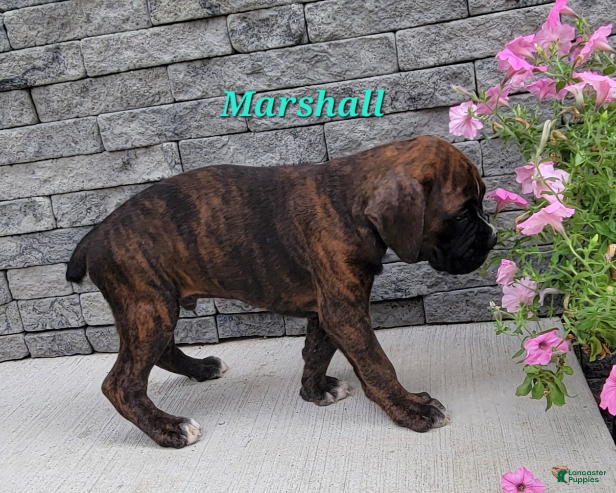 Boxer dogs Marshall - Ad 2