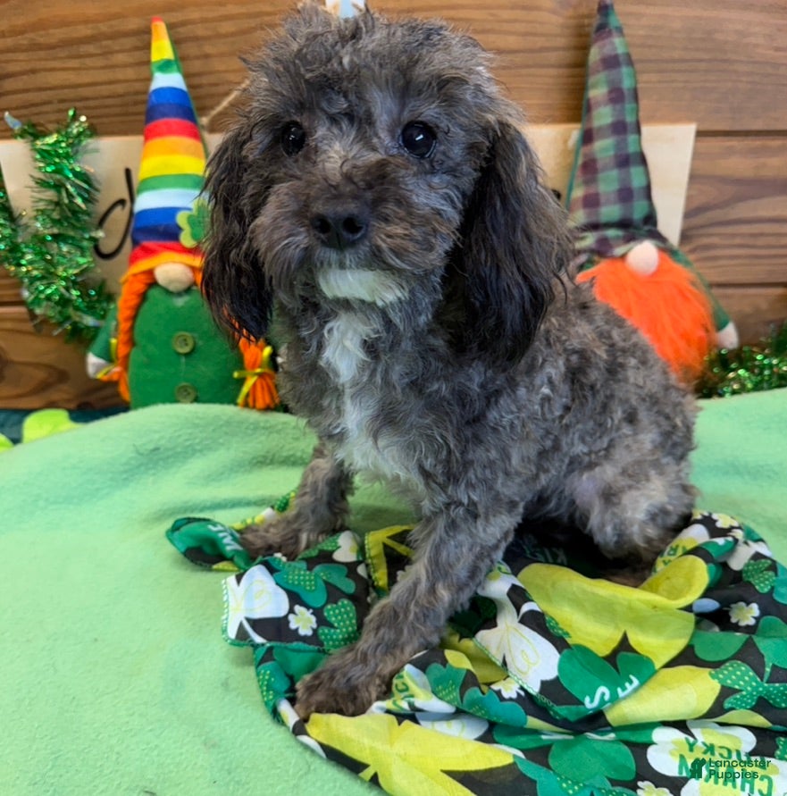 Maltipoo dogs Leo - Ad 12