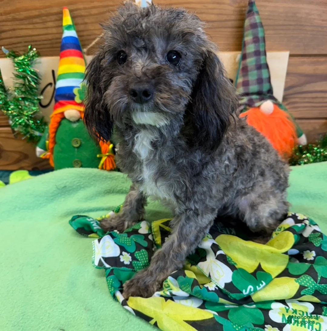 Maltipoo dogs for sale: Leo - Ad 1