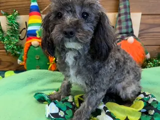 Maltipoo dogs Leo - Ad 34