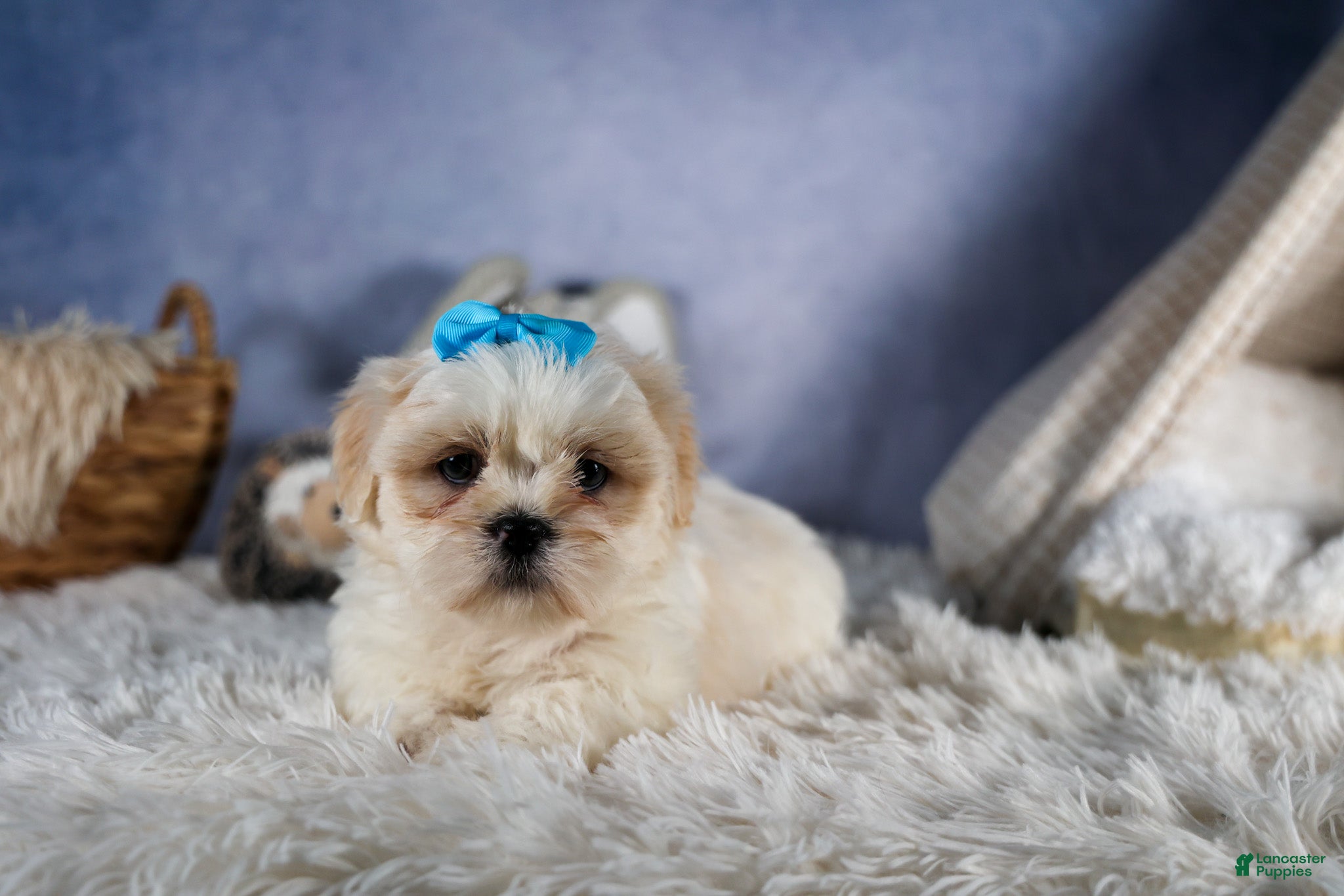 Shih Tzu dogs GUNNER - Ad 2
