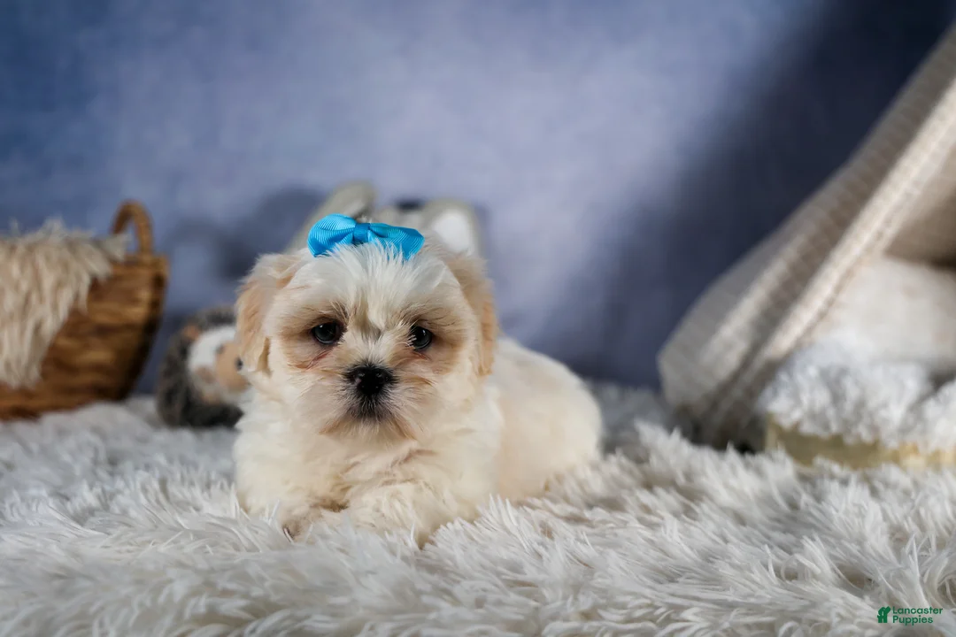 Shih Tzu dogs for sale: GUNNER - Ad 2