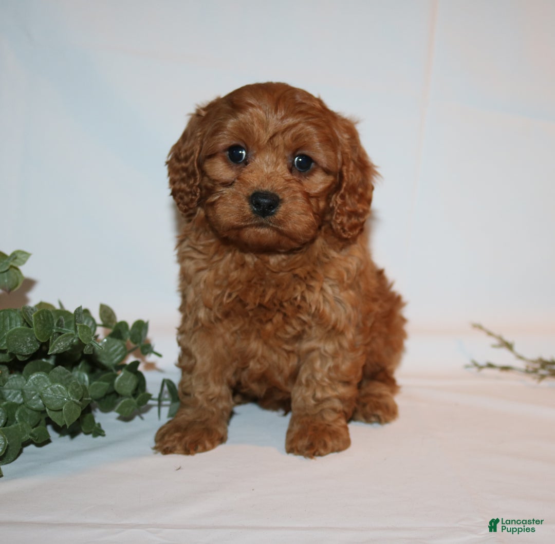 Cavapoo dogs for sale: Sam - Ad 7