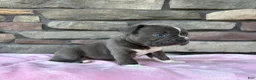 Frenchton dogs for sale: Prince - Ad 3