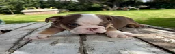 English Bulldog dogs for sale: Elvis - Ad 6