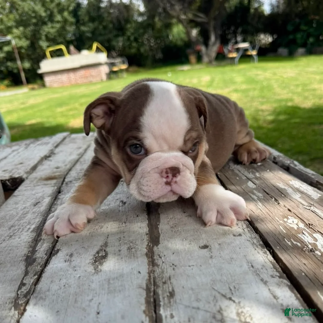 English Bulldog dogs for sale: Elvis - Ad 6