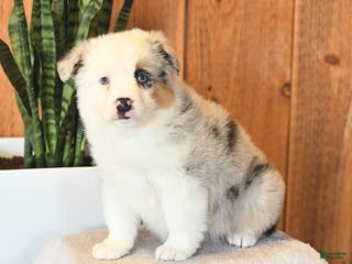 Miniature Australian Shepherd dogs Lucy - Ad 4