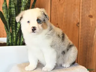 Miniature Australian Shepherd dogs Lucy - Ad 20