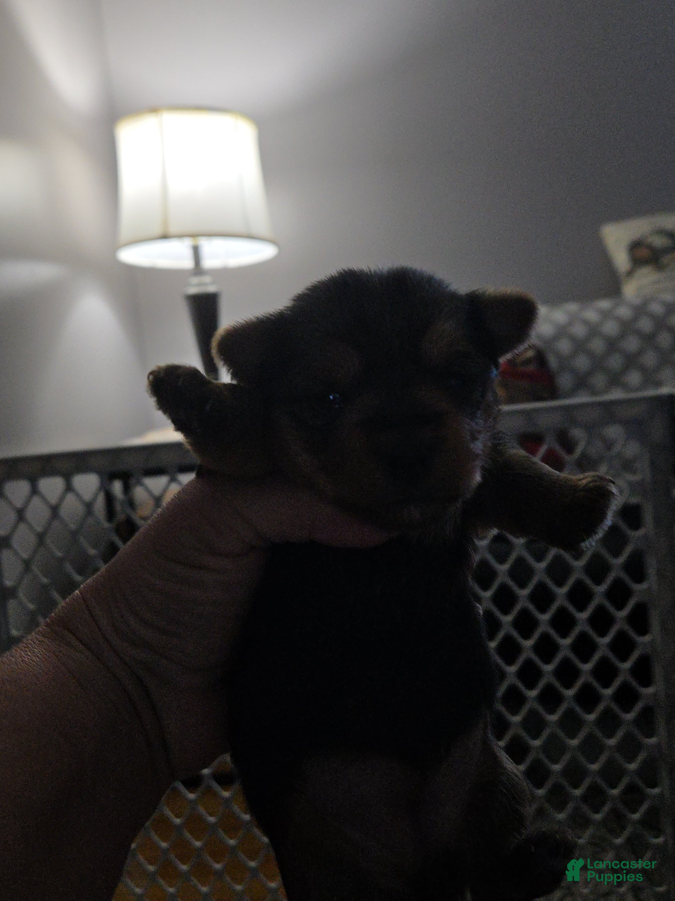 Yorkshire Terrier dogs Yorkshire Terrier 5 - Ad 37