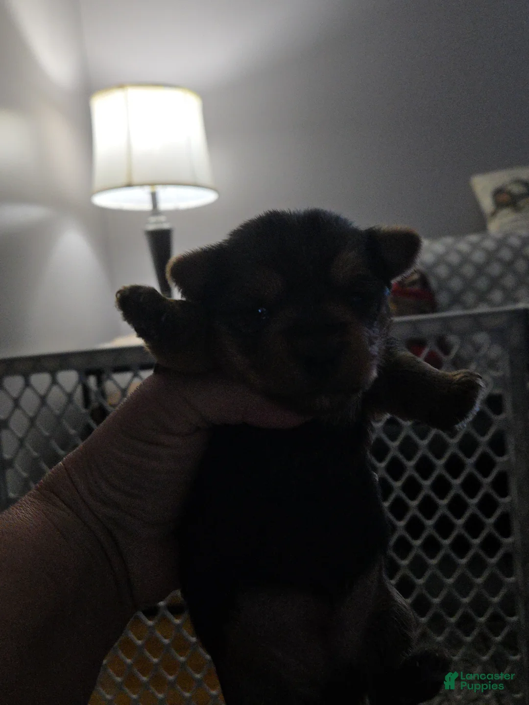 Yorkshire Terrier dogs for sale: Yorkshire Terrier 5 - Ad 1