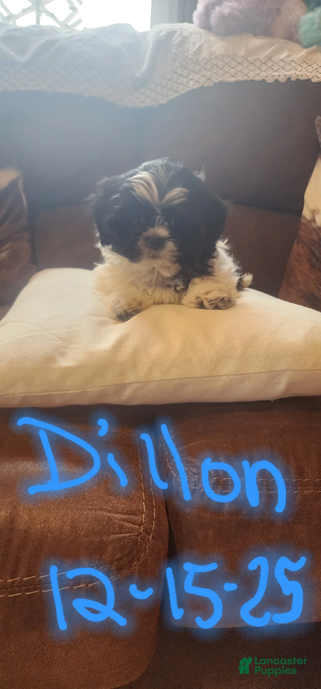 Shih Tzu dogs for sale: Shih Tzu Puppy 2 - Ad 2