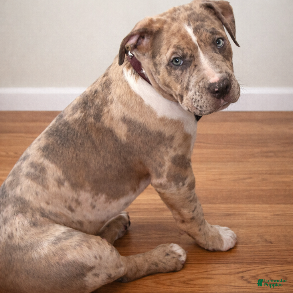 American Bully dogs Chase - Ad 1