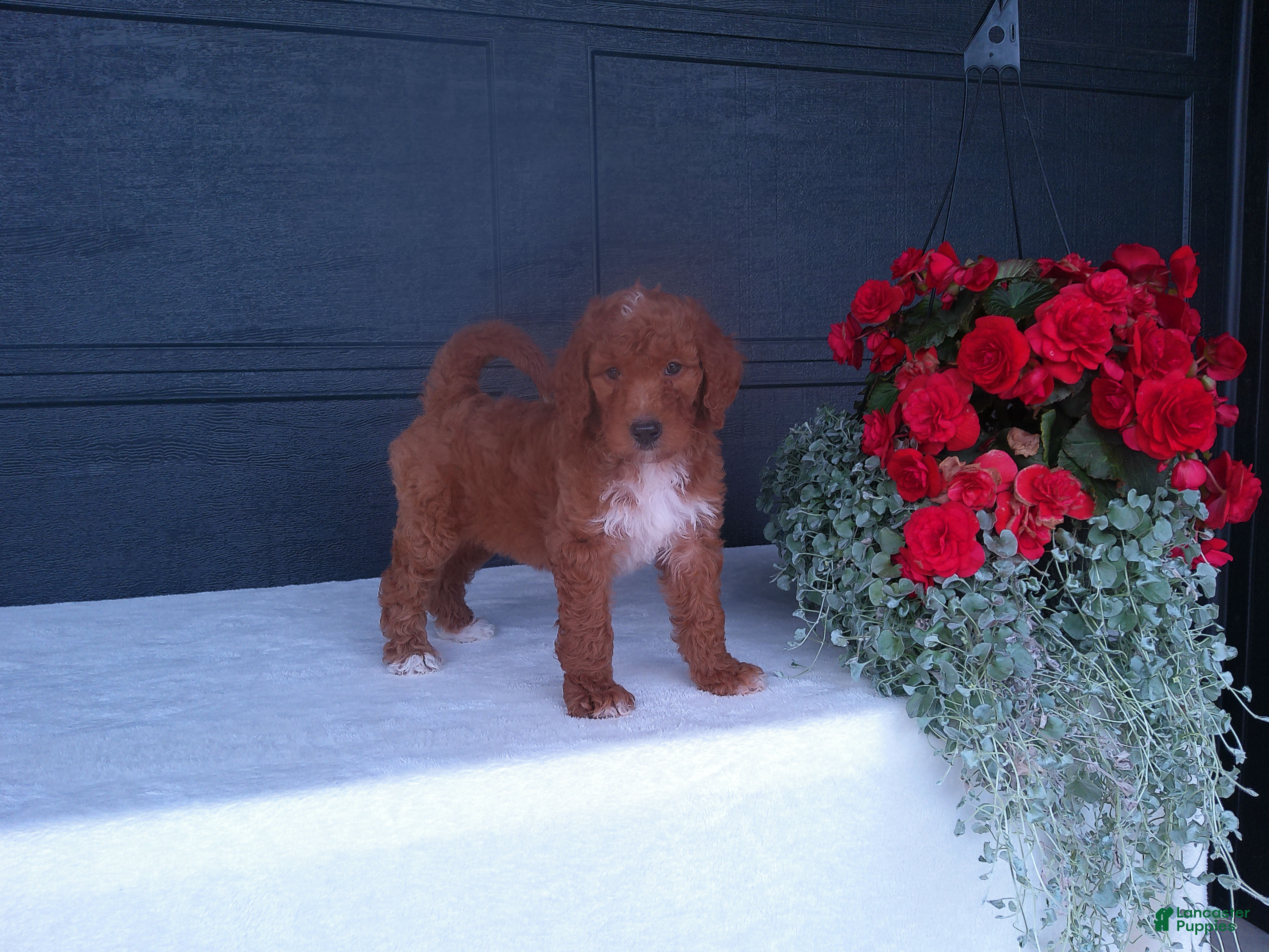 Goldendoodle dogs Peanut - Ad 1