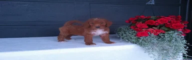 Peanut