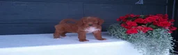 Goldendoodle dogs for sale: Peanut - Ad 1