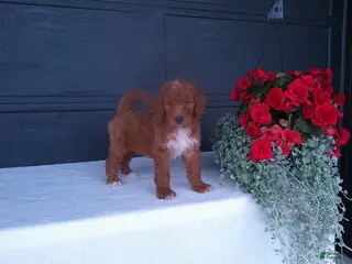 Goldendoodle dogs for sale: Peanut - Ad 3