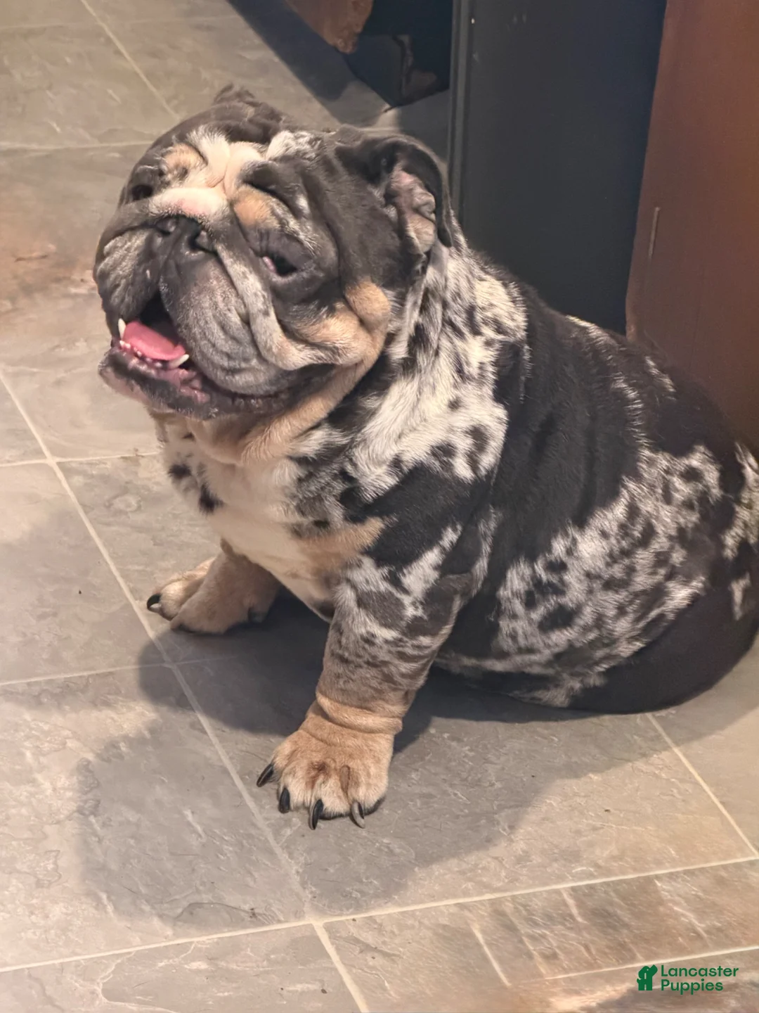 English Bulldog dogs for sale: Black tri Merle male  - Ad 4