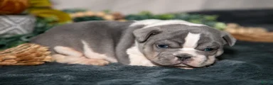 Chunk