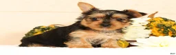 Yorkshire Terrier dogs for sale: Dolly - Ad 3