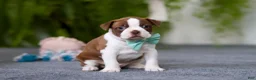 Boston Terrier dogs for sale: Rocky - Ad 1