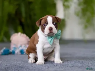 Boston Terrier dogs Rocky - Ad 35