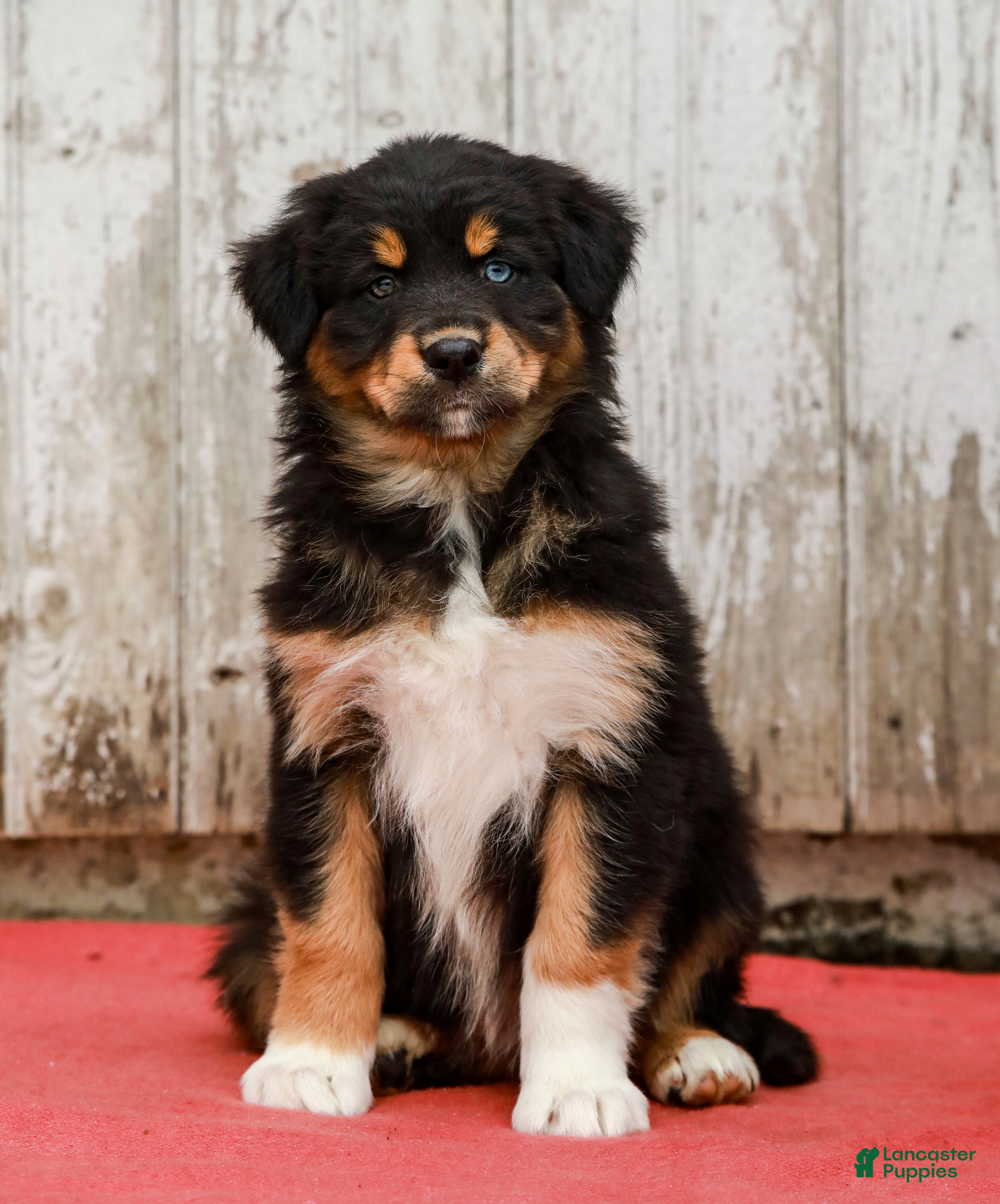 Australian Shepherd dogs Jada - Ad 2