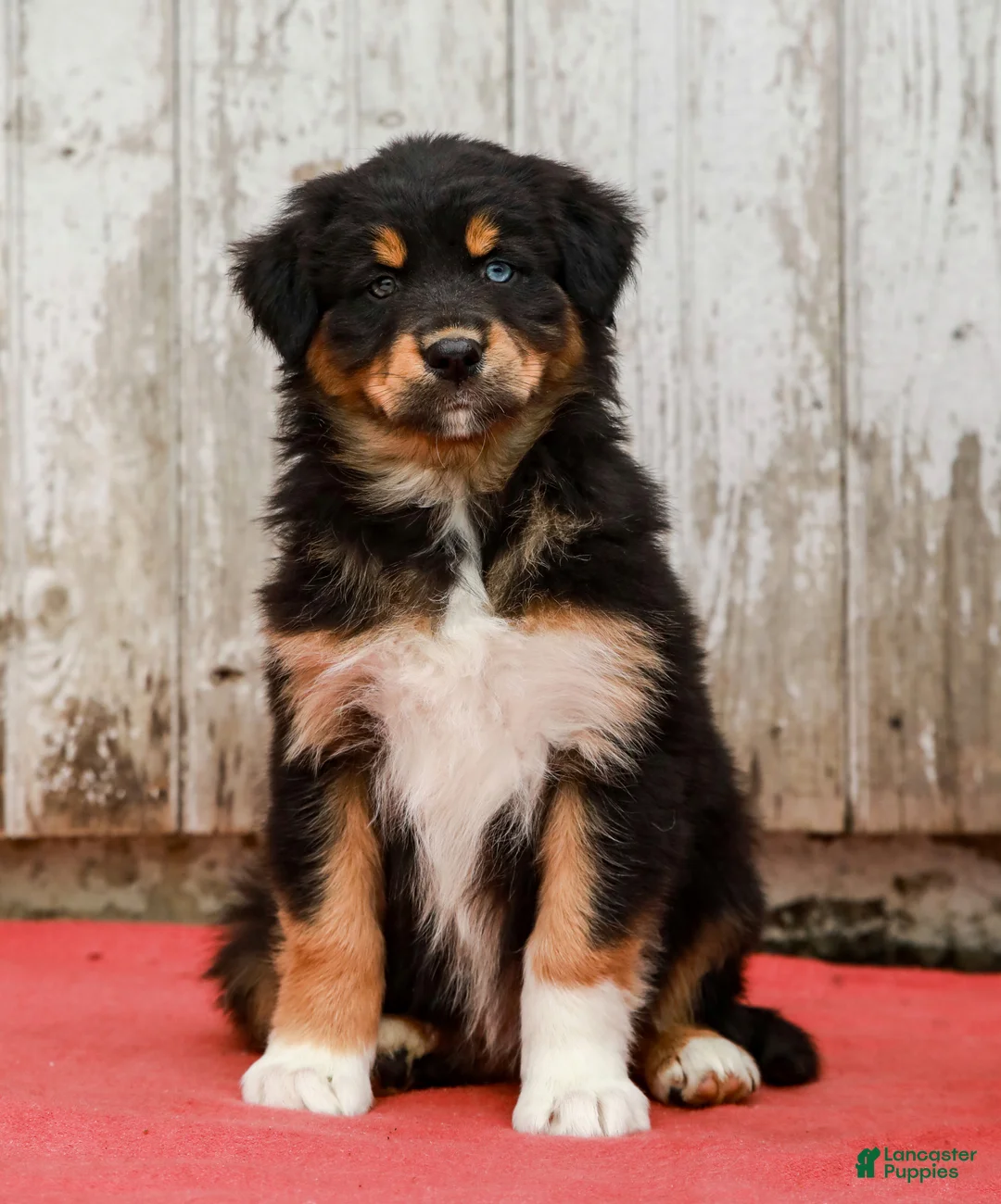Australian Shepherd dogs for sale: Jada - Ad 2
