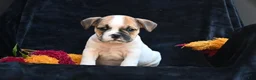Mixed Breed dogs for sale: Jax - Ad 3