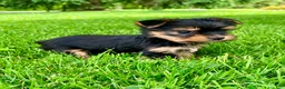 Yorkshire Terrier dogs for sale: Atlas - Ad 7