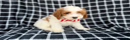 Cavapoo dogs for sale: Boss - Ad 5