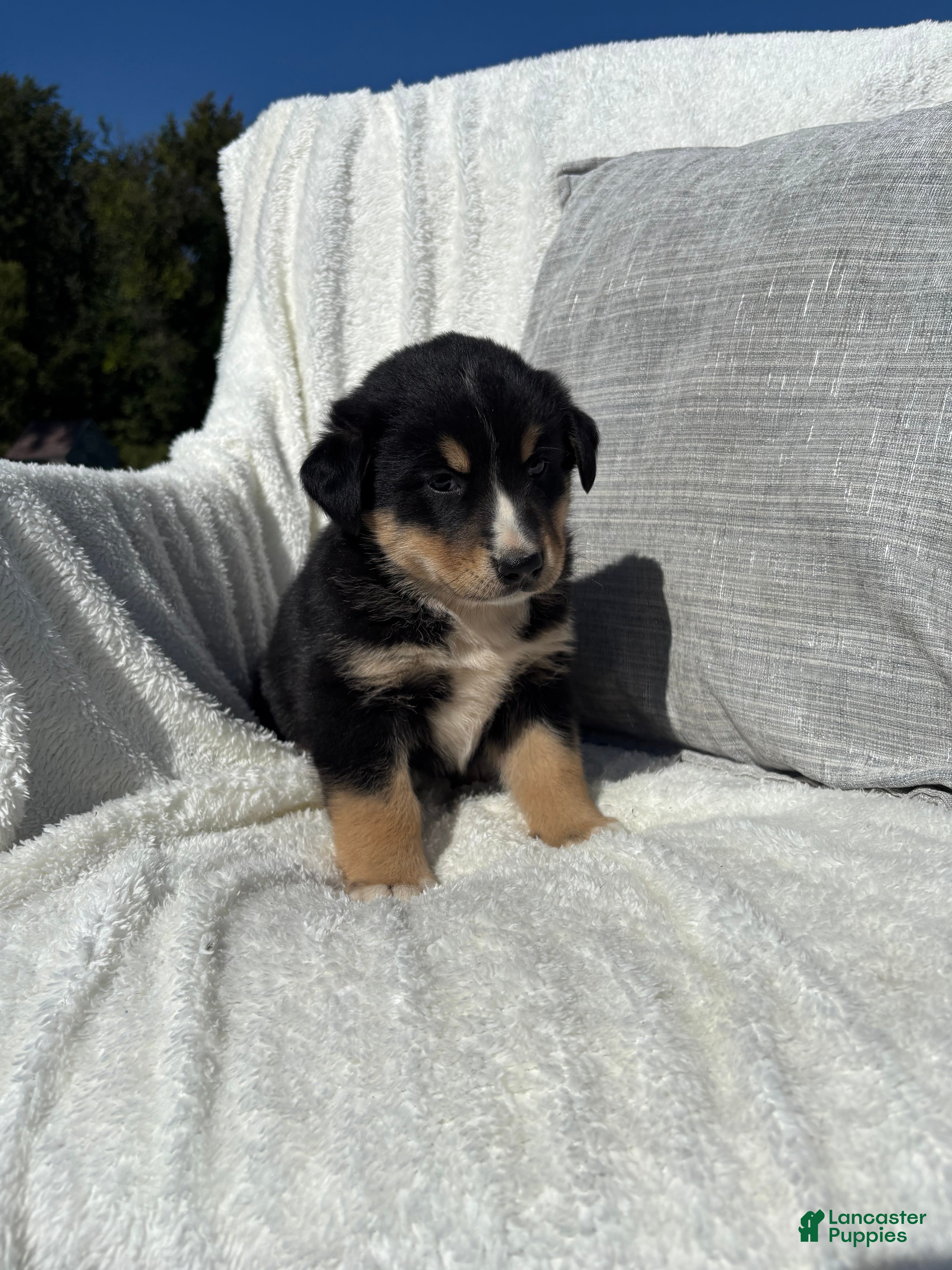 Mixed Breed dogs Mixed Breed 4 - Ad 1