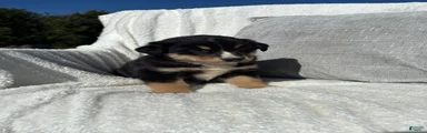 Mixed Breed 4