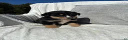 Mixed Breed dogs for sale: Mixed Breed 4 - Ad 1