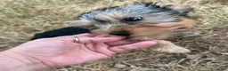 Yorkshire Terrier dogs for sale: Yorkshire Terrier 3 - Ad 2