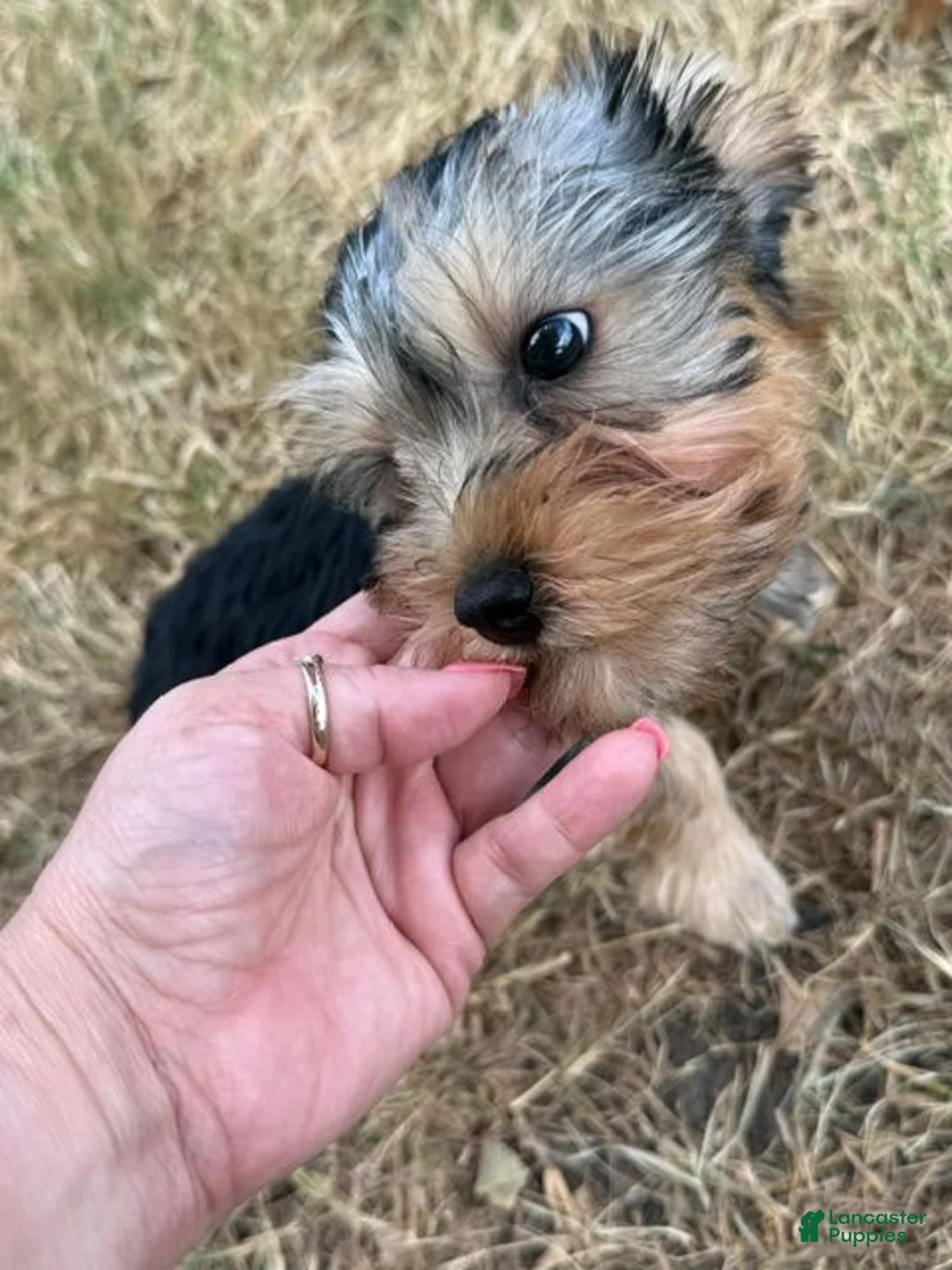 Yorkshire Terrier dogs for sale: Yorkshire Terrier 3 - Ad 2
