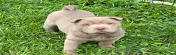 Shar Pei dogs for sale: Layla mini lilac  - Ad 1