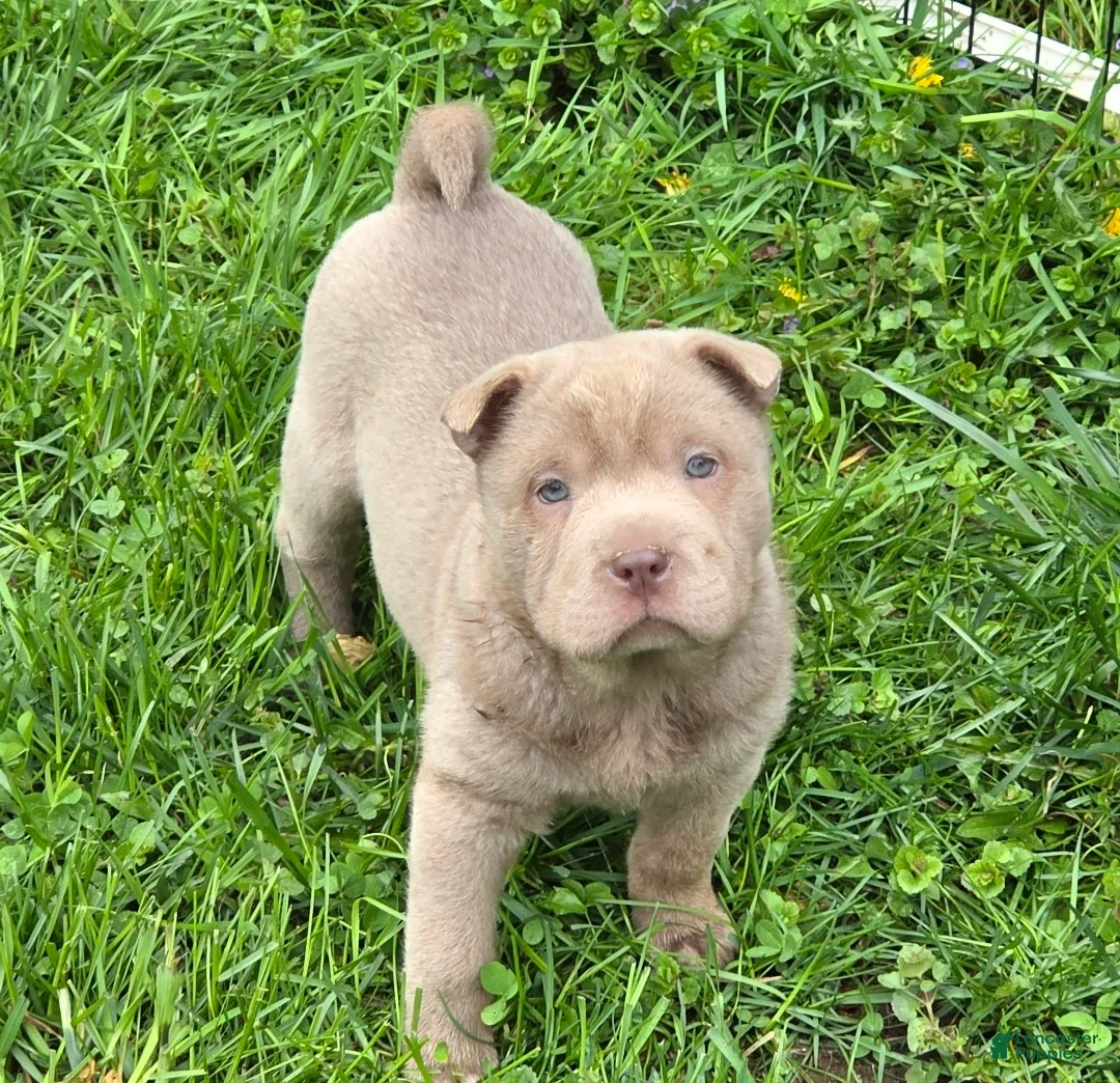 Shar Pei dogs for sale: Layla mini lilac  - Ad 1