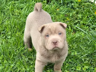 Shar Pei dogs for sale: Layla mini lilac - Ad 3