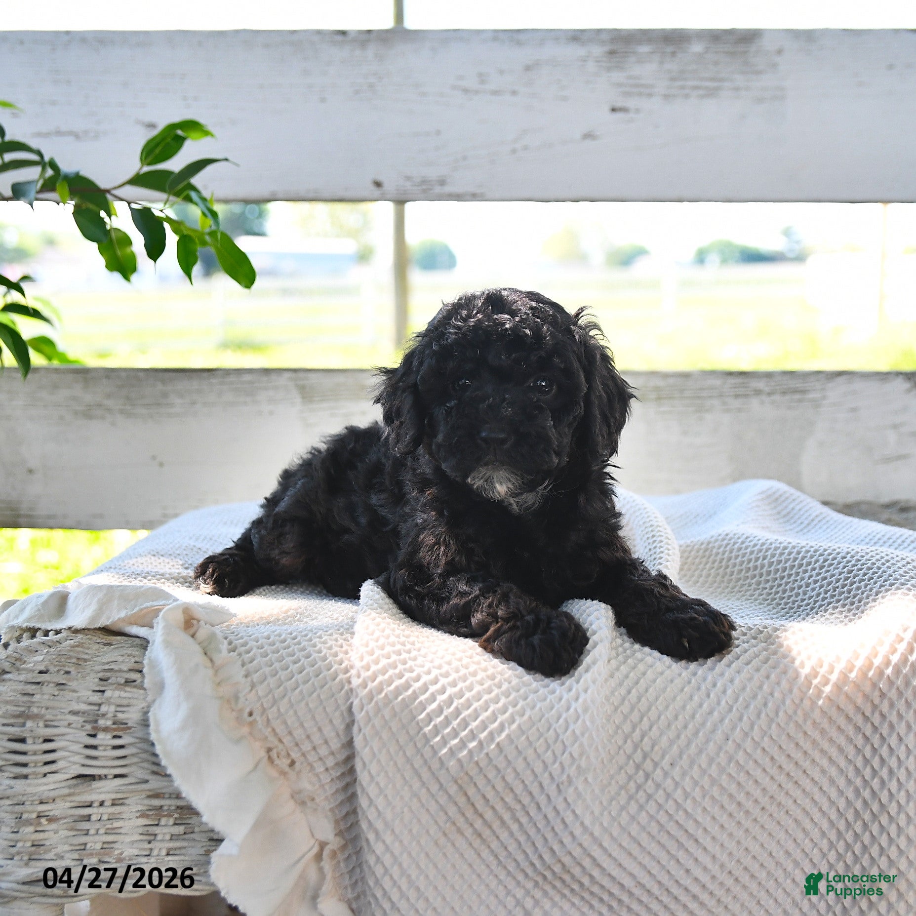 Miniature Poodle dogs Bernice - Ad 2