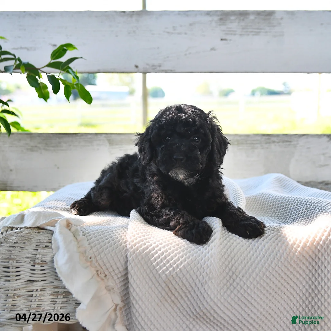 Miniature Poodle dogs for sale: Bernice - Ad 2