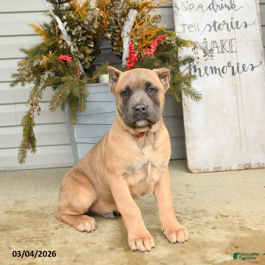 Cane Corso dogs Rocco - Ad 2